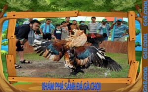 Khám Phá Sảnh Đá Gà Chọi