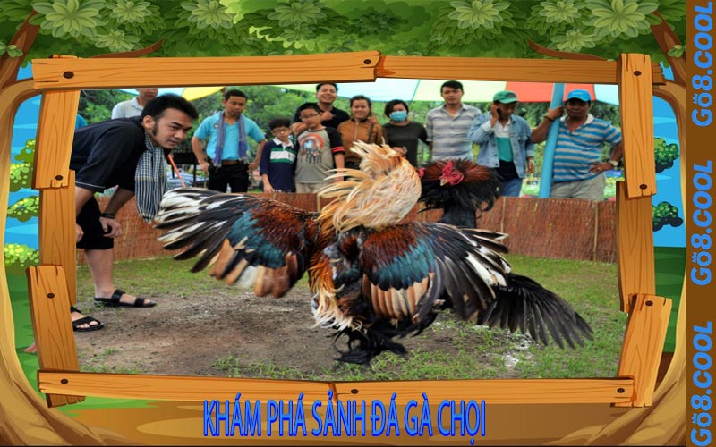 Khám Phá Sảnh Đá Gà Chọi