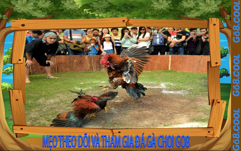 Mẹo Theo Dõi Và Tham Gia Đá Gà Chọi GO8